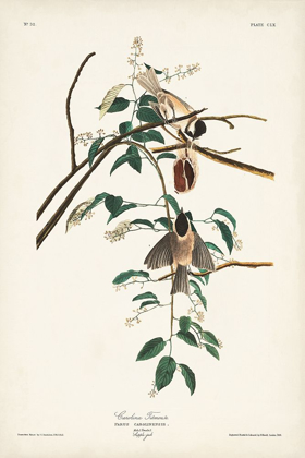 Picture of PL. 160 CAROLINA TITMOUSE