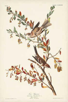 Picture of PL. 188 TREE SPARROW