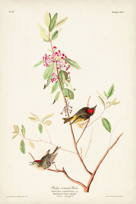Picture of PL. 195 RUBY-CROWNED WREN