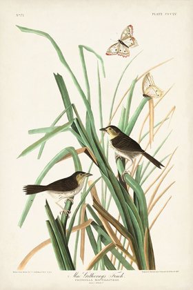 Picture of PL. 355 MAC GILLIVRAYS FINCH