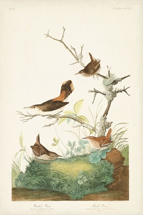 Picture of PL. 360 WINTER WREN