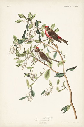 Picture of PL. 375 LESSER RED POLL