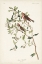 Picture of PL. 375 LESSER RED POLL