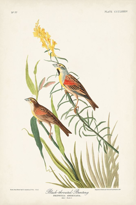Picture of PL. 384 BLACK-THROATED BUNTING