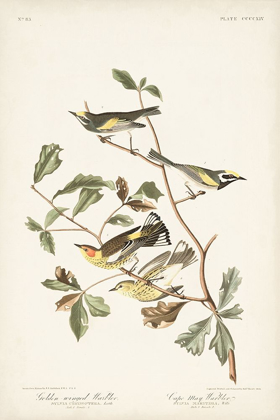 Picture of PL. 414 GOLDEN-WINGED WARBLER