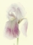 Picture of FLOWERS AGLOW I