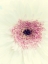 Picture of FLOWERS AGLOW II