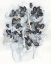Picture of MONOCHROME FLORA II