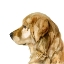 Picture of PET PROFILE I