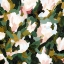 Picture of FLORAL FRENZY I