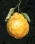 Picture of DARK LEMON II