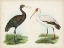 Picture of ANTIQUE WATERBIRDS I