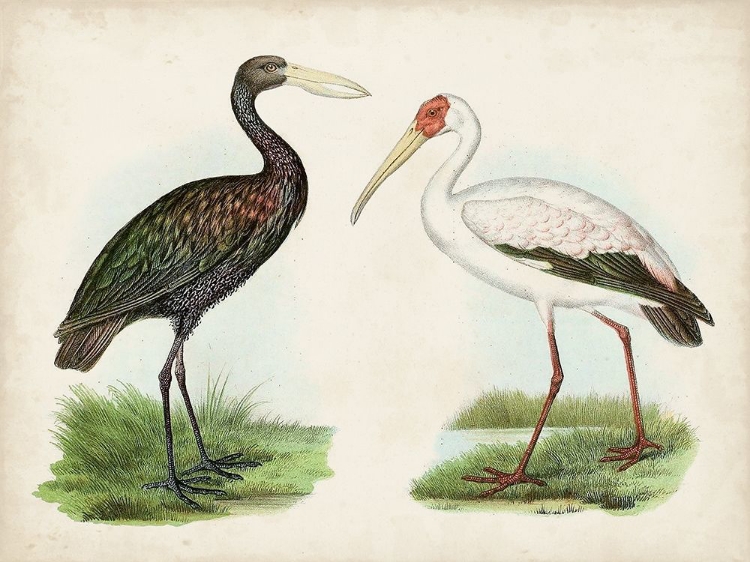 Picture of ANTIQUE WATERBIRDS I