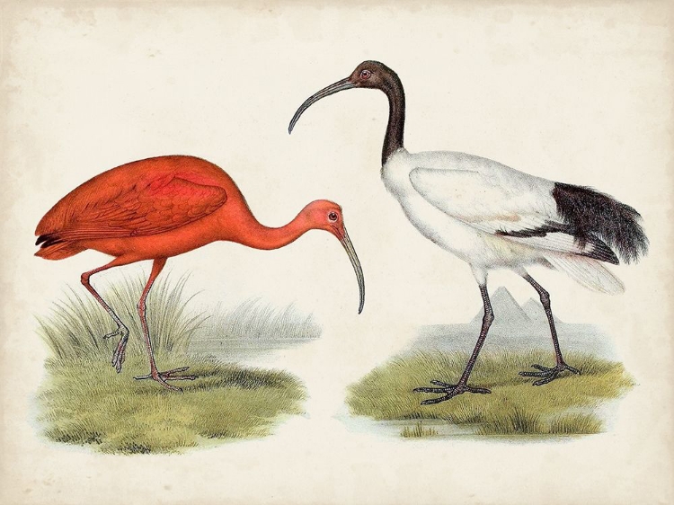 Picture of ANTIQUE WATERBIRDS II