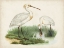 Picture of ANTIQUE WATERBIRDS III