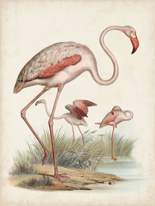 Picture of ANTIQUE WATERBIRDS IV