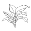 Picture of FOLIAGE CONTOUR I