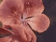 Picture of GARDEN GERANIUMS I