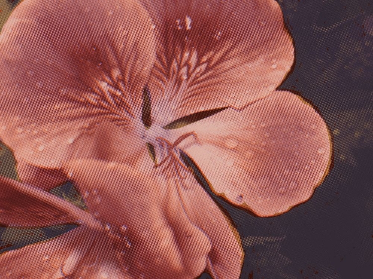 Picture of GARDEN GERANIUMS I