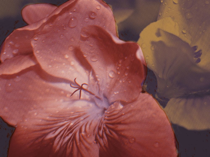 Picture of GARDEN GERANIUMS II