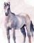 Picture of HORSE IN WATERCOLOR II