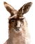 Picture of KANGAROO PORTRAIT II