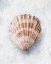 Picture of WHITE SHELL STUDY IV
