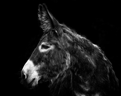 Picture of DONKEY PORTRAIT I
