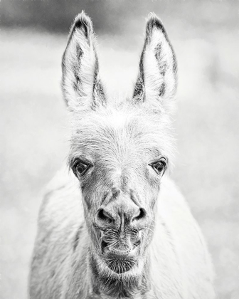 Picture of DONKEY PORTRAIT IV