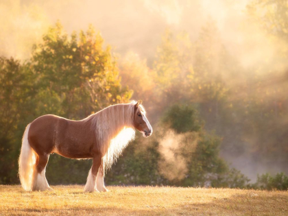 Picture of GOLDEN LIT HORSE I
