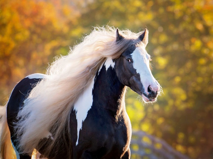 Picture of GOLDEN LIT HORSE III