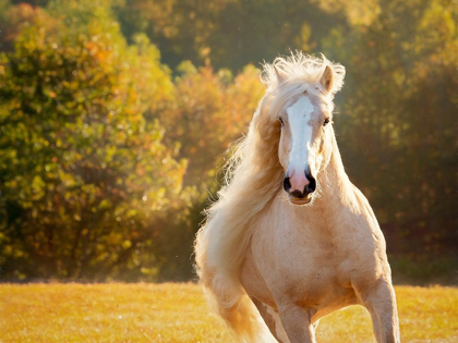 Picture of GOLDEN LIT HORSE IV
