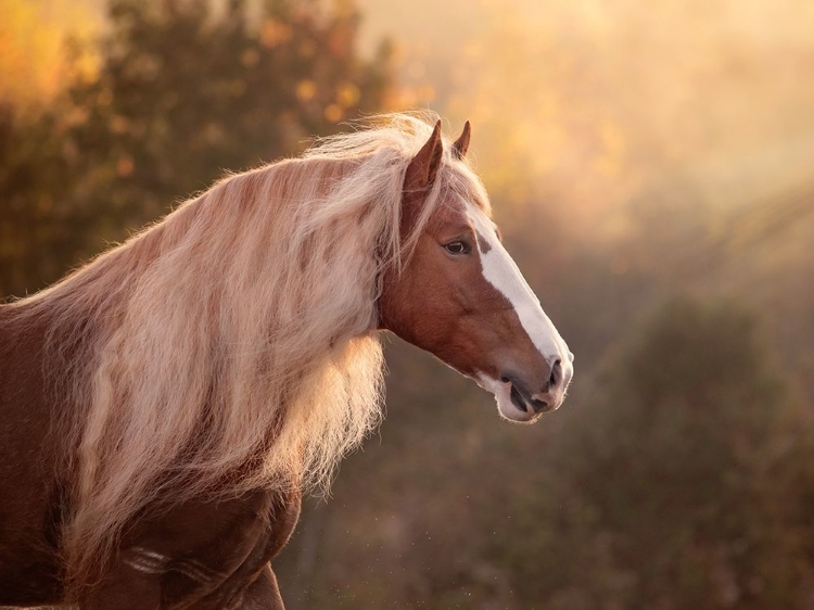 Picture of GOLDEN LIT HORSE V