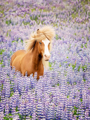 Picture of HORSE IN LAVENDER I