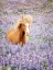 Picture of HORSE IN LAVENDER I
