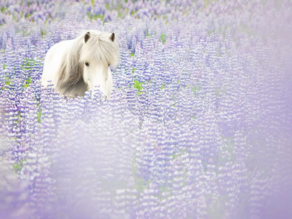 Picture of HORSE IN LAVENDER II