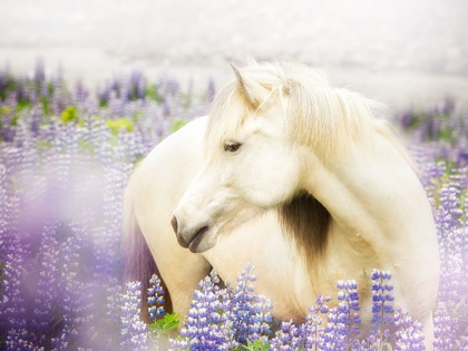Picture of HORSE IN LAVENDER III
