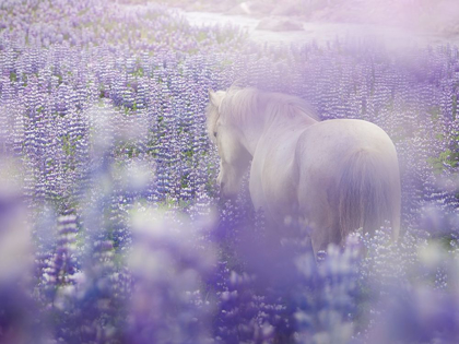 Picture of HORSE IN LAVENDER IV
