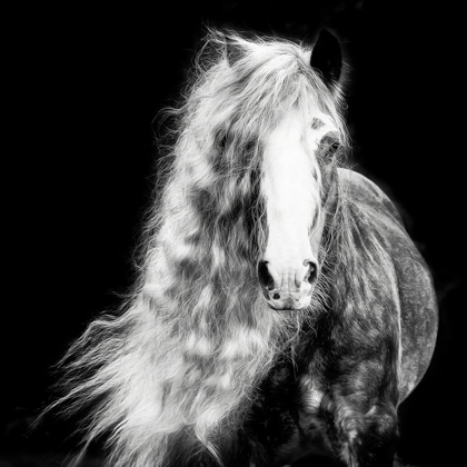 Picture of BLACK AND WHITE HORSE PORTRAIT I