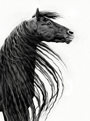 Picture of BLACK AND WHITE HORSE PORTRAIT II