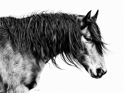 Picture of BLACK AND WHITE HORSE PORTRAIT III