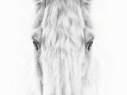 Picture of BLACK AND WHITE HORSE PORTRAIT IV