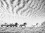 Picture of HORSE RUN III