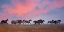 Picture of HORSE RUN VIII
