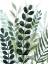 Picture of FOREST FORAGE II