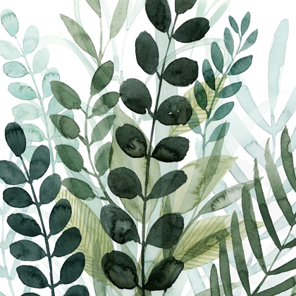 Picture of FOREST FORAGE IV