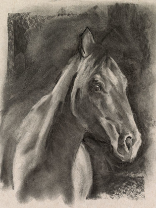 Picture of CHARCOAL HORSE STUDY ON GREY I