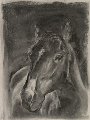 Picture of CHARCOAL HORSE STUDY ON GREY II