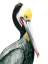 Picture of WATERCOLOR PELICAN I