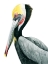 Picture of WATERCOLOR PELICAN II